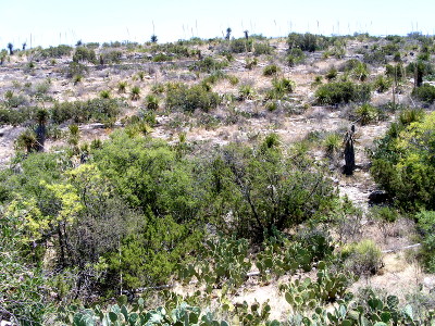 [Nearly the entire image is a hillside going up to the sky. It is covered in cacti, medium-size green vegeation, and rocks.]